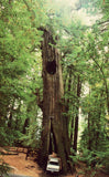Original Drive-Thru Tree,Shrine Park-Redwood Forest Retro Postcard