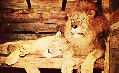 Front of old postcard "King and Diana",African Lion and Lioness - Sanford Municipal Zoo - Florida