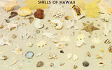 Vintage Postcard - Shells of Hawaii.Front of vintage postcard for sale