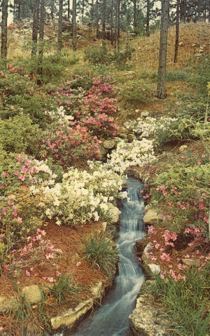 View in Hodges Gardens - Many,Louisiana front of vintage postcard