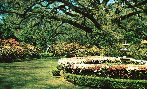 Formal Garden at Azalea Time - Mobile,Alabama front of vintage postcard.Buy postcards here