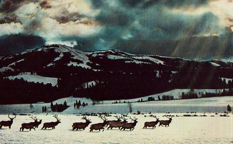 Vintage Postcard of A Herd of Elk.Front of postcard.Buy postcards here