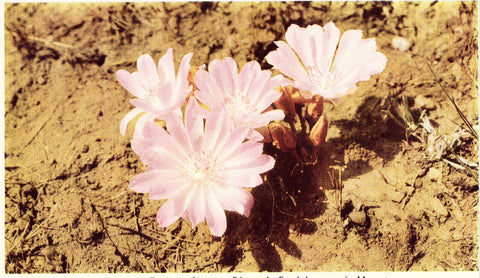 Vintage Postcard Front - The Bitter Root - State Flower of Montana