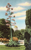 Century Plant in Bloom,State Capitol Grounds - Sacramento,California.Linen Postcard Front