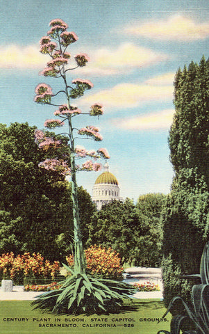 Century Plant in Bloom,State Capitol Grounds - Sacramento,California.Linen Postcard Front