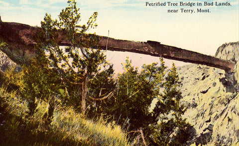 Petrified Tree Bridge in Bad Lands near Terry,Montana Old postcard front for sale