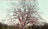 Vintage Postcard Front - Huge Oak Tree - California