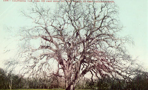 Vintage Postcard Front - Huge Oak Tree - California