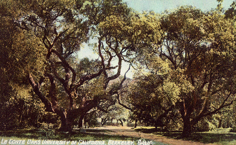 Vintage postcard front.Le Conte Oaks,University of California - Berkeley,California