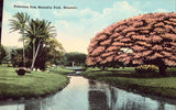 Poinciana Tree,Moanalua Park - Honolulu,Hawaii.Vintage postcard front