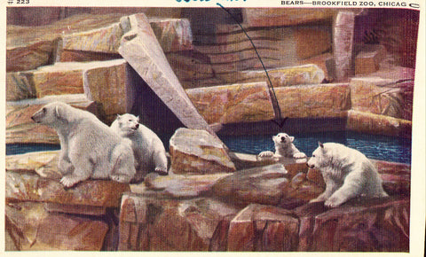 Linen postcard front Bears at Brookfield Zoo in Chicago,Illinois