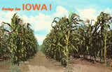 Vintage postcard front.Greetings from Iowa Postcard - Rows of Corn