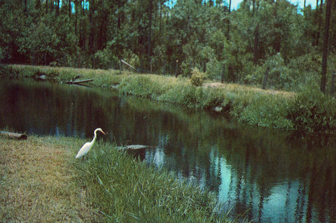 Vintage postcard front.American Egret,Okefenokee Swamp Park - Waycross,Georgia