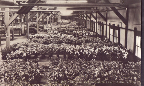 RPPC-Potplants ready for auction-Central Aalsmeer Auction Market-Holland