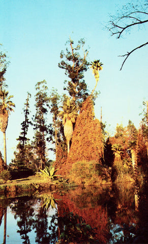 Vintage postcard front Los Angeles State & County Arboretum - Arcadia,California