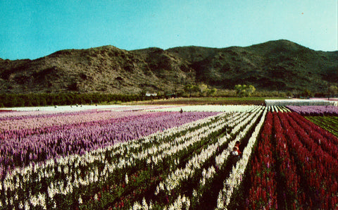 Vintage postcard front Japanese Flower Gardens - Phoenix,Arizona