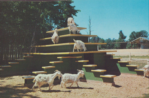Goats at Deer Forest at Paw Paw Lakes-Coloma,Michigan - Cakcollectibles