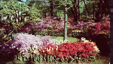 Vintage postcard front.Sherwood Gardens - Baltimore,Maryland