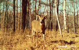 Vintage Post Card Front - White Tail Buck on The Alert
