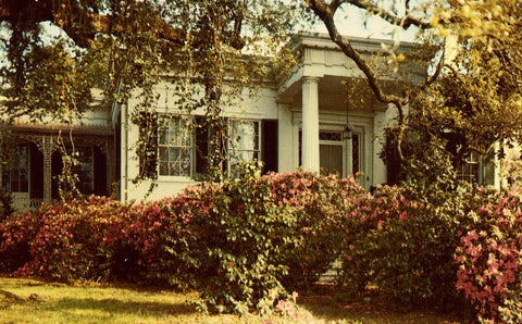 Vintage postcard front. Green Leaves - Natchez,Mississippi