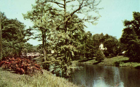 Vintage postcard front. View of Deer Creek - Leland,Mississippi