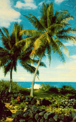 Vintage Postcard Front Cocpalm in Kona - Hawaii