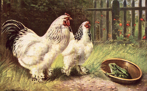 Vintage Postcard Front - Chickens and A Frog