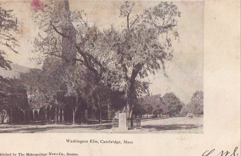 Washington Elm-Cambridge,Massachusetts 1905 - Cakcollectibles