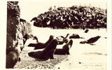 Real photo postcard front. Seal Rocks - Catalina Island - California