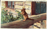Linen Postcard Front - A Chipmunk - Universal Pet in The Rockies
