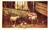Vintage Postcard Front - "Sheep"