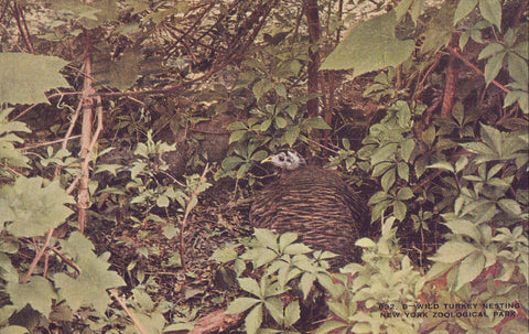 Wild Turkey Nesting at New York Zoological Park 1913