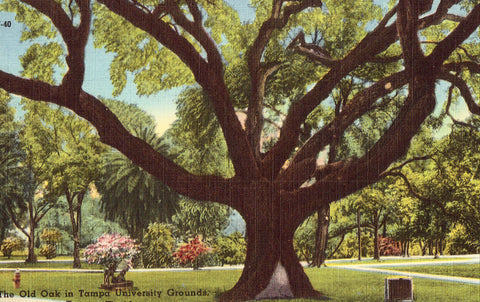 Linen postcard The Old Oak in Tampa University Grounds - Tampa,Florida