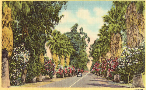 Linen postcard Kearney Boulevard - Fresno,California