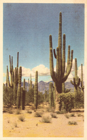 Linen postcard Saguaro Forest National Monument - Arizona