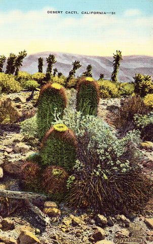 Linen Postcard Desert Cacti - California