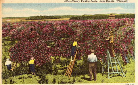 Linen postcard Cherry Picking Scene - Door County,Wisconsin
