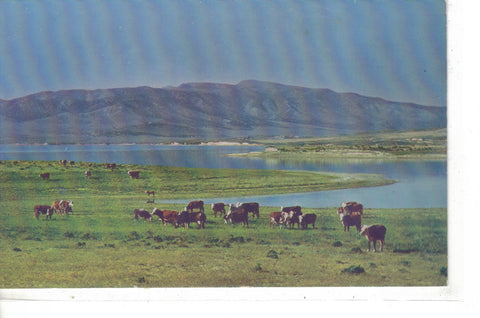 Cattle On The Range In Utah - Cakcollectibles