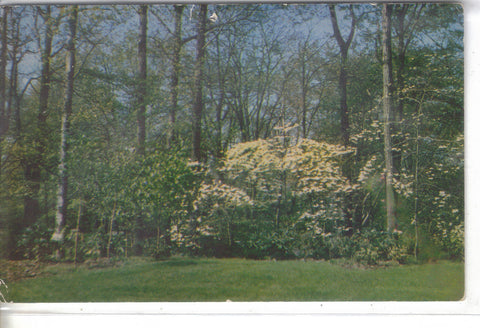 Dogwood Trees At Lake View Cemetary - Cleveland, Ohio - Cakcollectibles