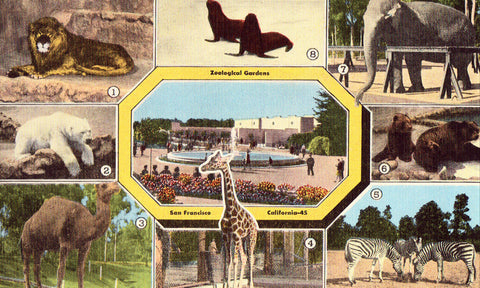 Multi View Postcard - Zoological Gardens - San Francisco,California