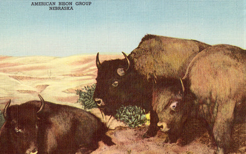 Linen postcard American Bison Group - The House of Yesterday - Hastings,Nebraska