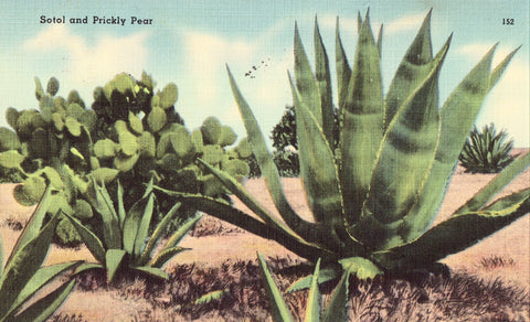 Linen Postcard - Sotol and Prickly Pear