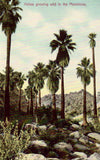 Vintage post card Palms Growing Wild in The Mountains - California