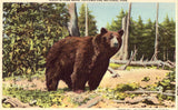 Linen postcard A Park Bear - Yellowstone National Park
