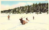 Linen postcard Elk Stalled in Snow,Hayden Valley - Yellowstone National Park