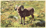 Linen postcard Bighorn Mountain Sheep- Yellowstone National Park