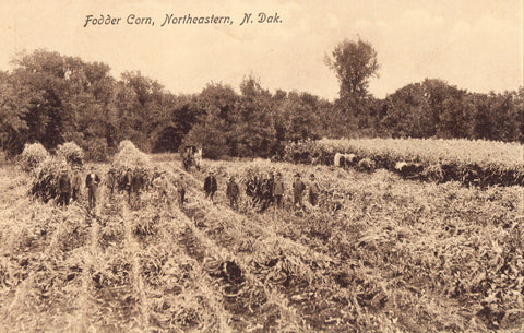 Old postcard Fodder Corn - Northeastern North Dakota
