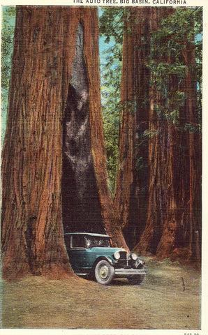 The Auto Tree - Big Basin,California