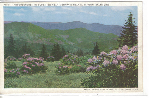 Rhododendron In Bloom On Roan Mountain -N.C/ Tennessee - Cakcollectibles