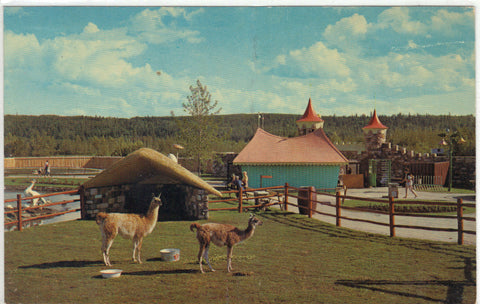 Llamas,The Children's Zoo - Storyland Valley - Edmonton,Alberta,Canada
